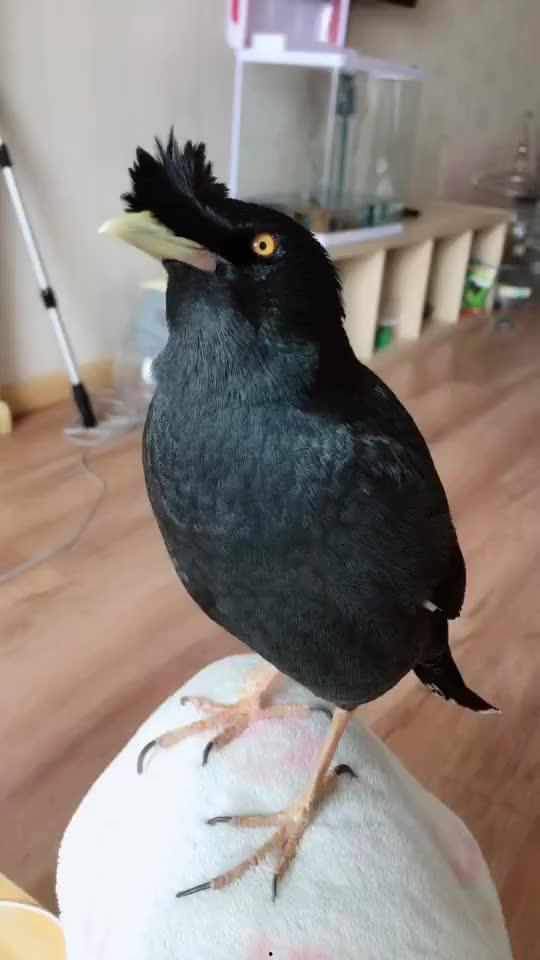 八哥最新爆料视频大全集,揭秘娱乐圈幕后真相